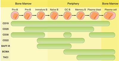 B cell depletion therapies in autoimmune diseases: Monoclonal antibodies or chimeric antigen receptor-based therapy?